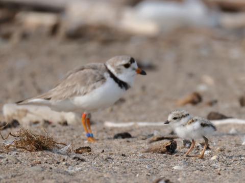 Piping plover and chick