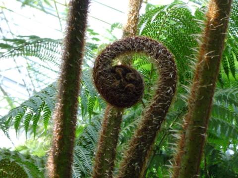 Plant shaped like question mark