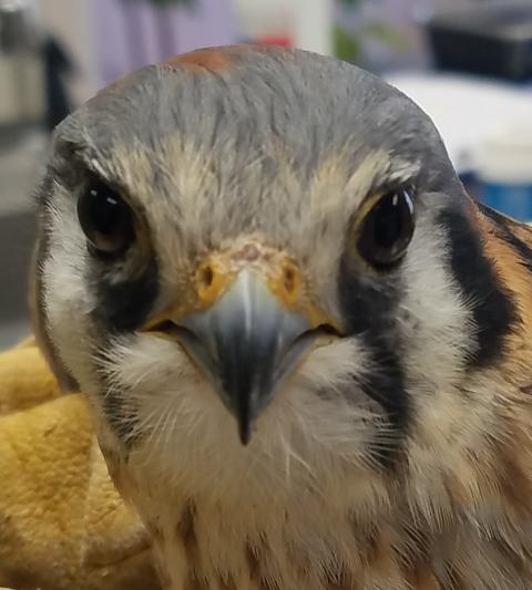 Kestrel