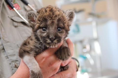 Baby panther