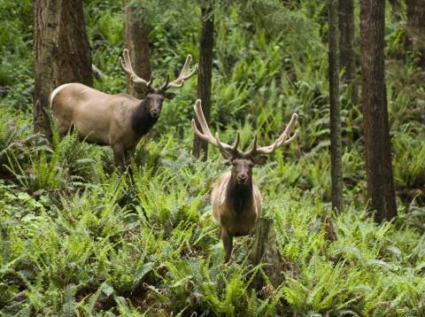 Roosevelt elk pair