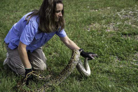 2023 Florida python challenge activity