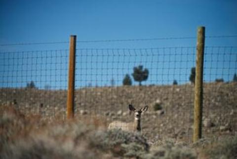 Mule deer 