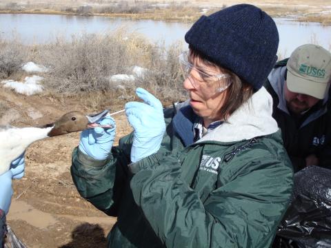 Avian influenza testing of a pintail