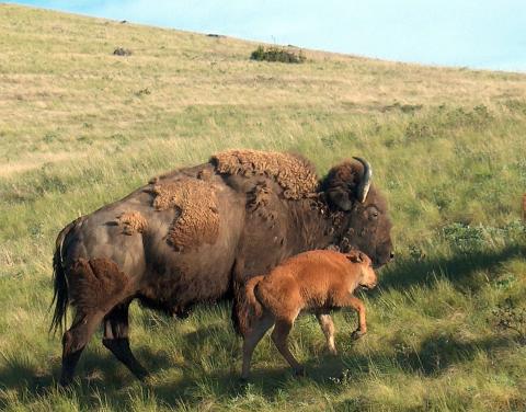 Bison with Calf