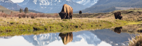 Bison