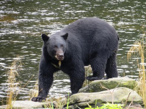Black bear in Alaskas