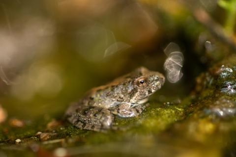 Blanchard&#039;s cricket frog