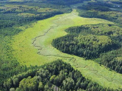Boreal forest in Manitoba
