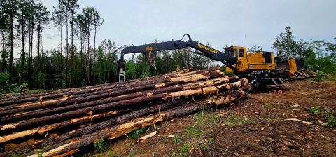 Clearcut pines