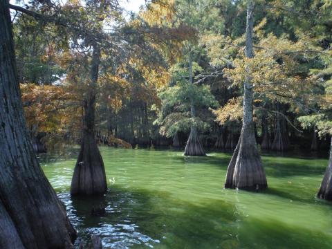 Oxbow Lakes