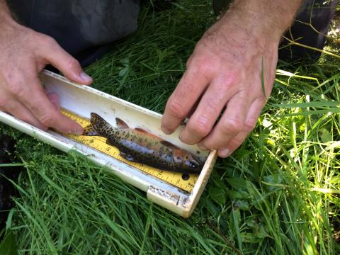Trout research