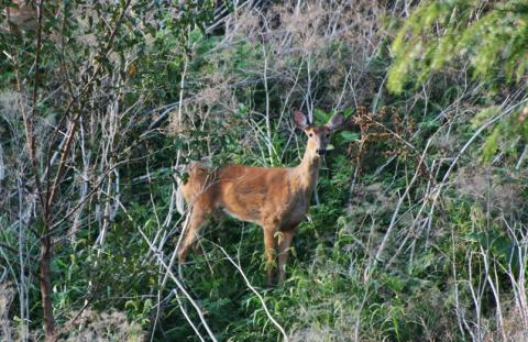 Deer