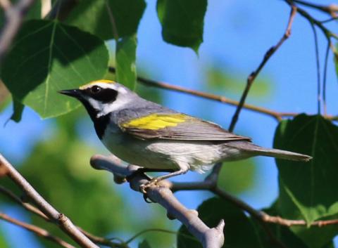 image of Golden-winged Warbler, Photo Credit: Tim Benson, Flickr