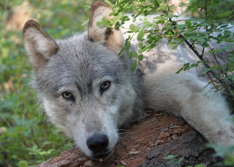 Gray Wolf from Wenaha Pack