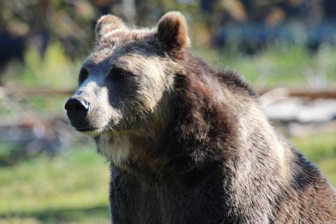 Grizzly Bear