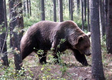 Grizzly bear