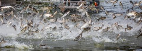 invasive fish
