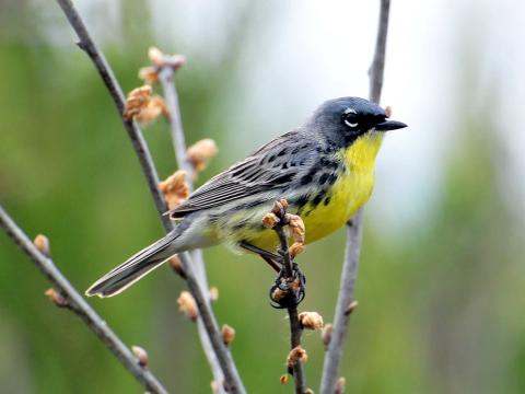 Kirtland&#039;s Warbler