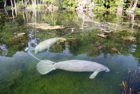 Manatees
