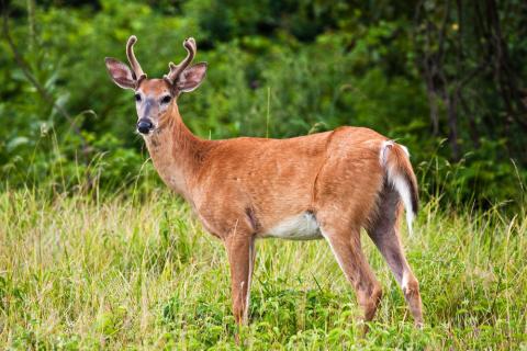 Deer