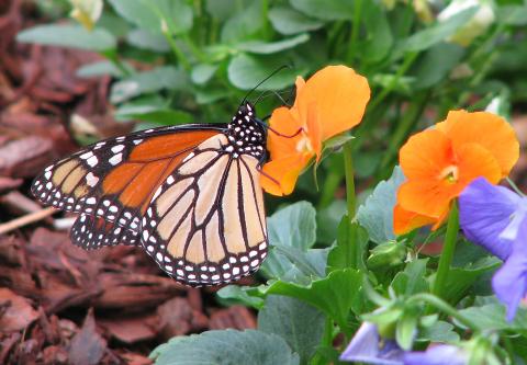 Monarch butterfly