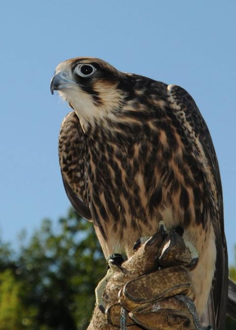 Peregrine falcon