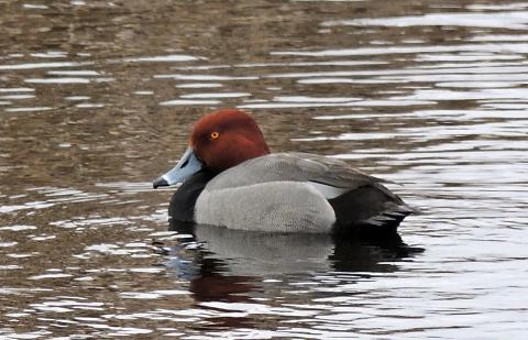 Redhead duck