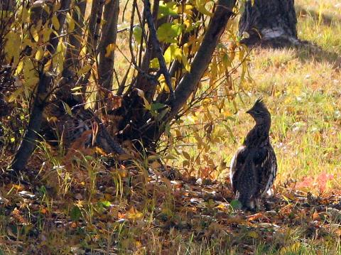 Ruffed Grouse