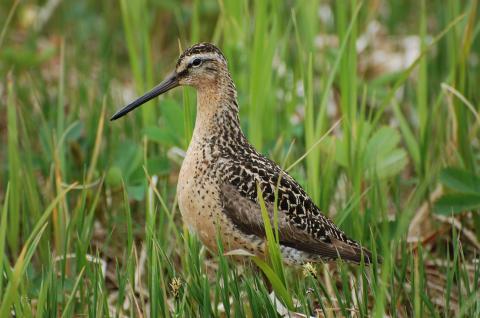 Short-billed dowitcher