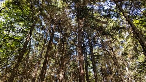 Norway spruce trees