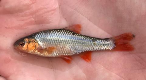Topeka Shiner