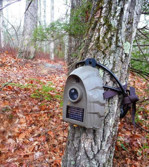 trail camera mounted on a tree