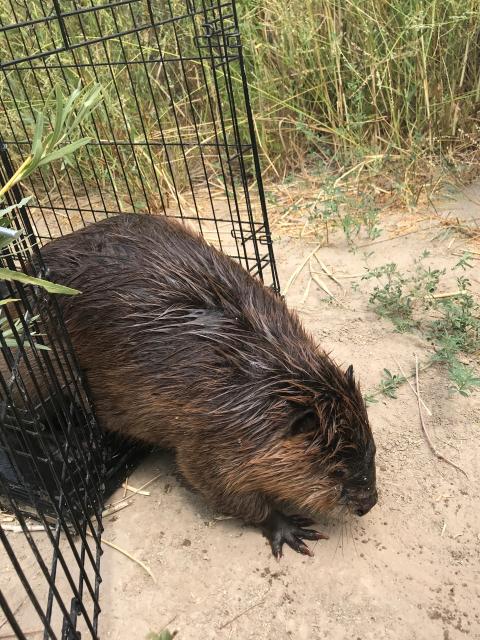 Beaver