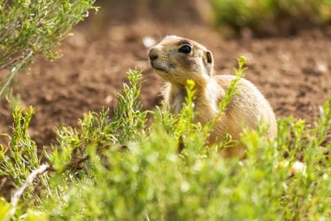 Utah Prairie Dog