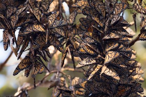 Western Monarchs