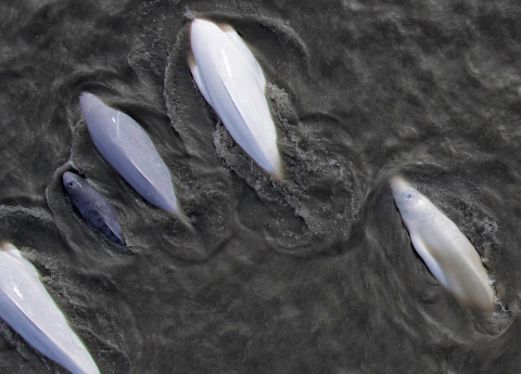 beluga whales