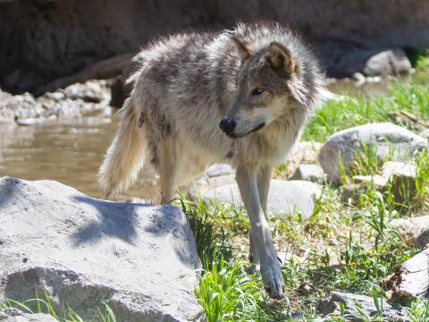 Gray wolf