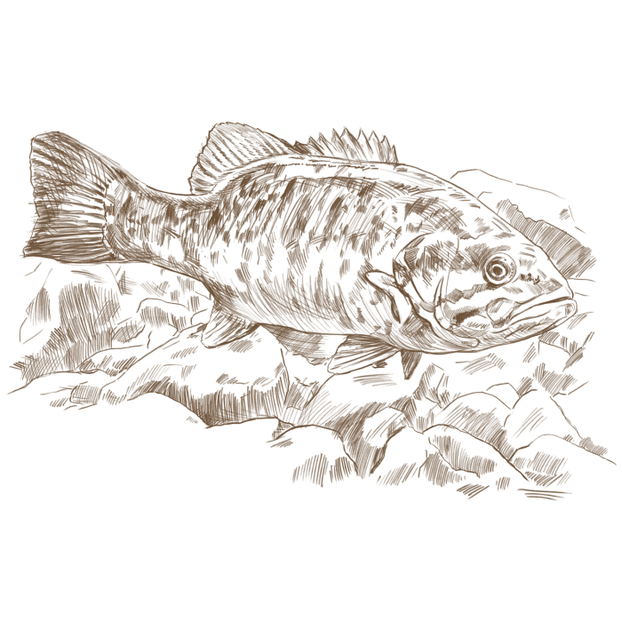 Field sketch of smallmouth bass