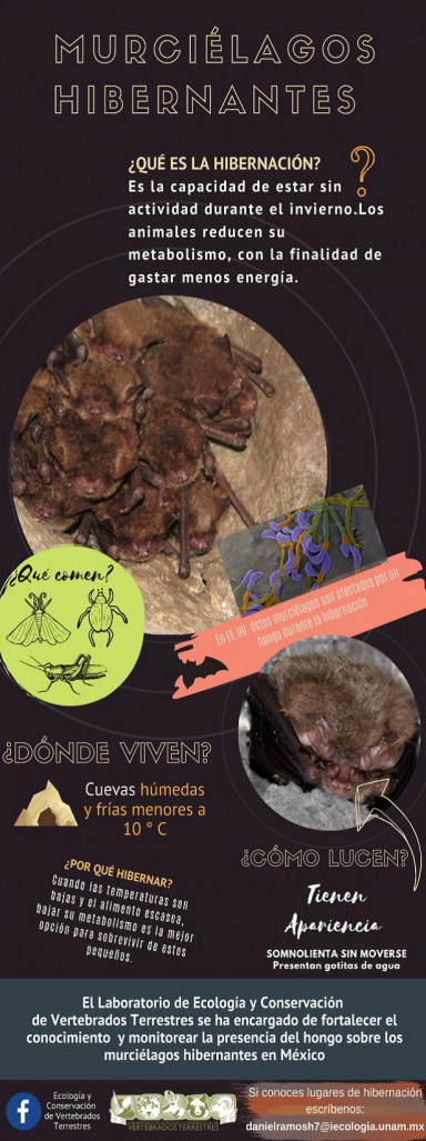 Bat infographic