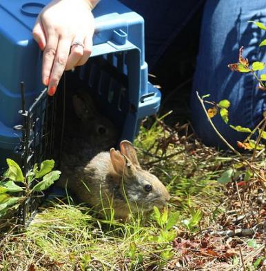 Releasing a New England Cottontail