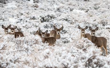 Wintering Deer in Oregon