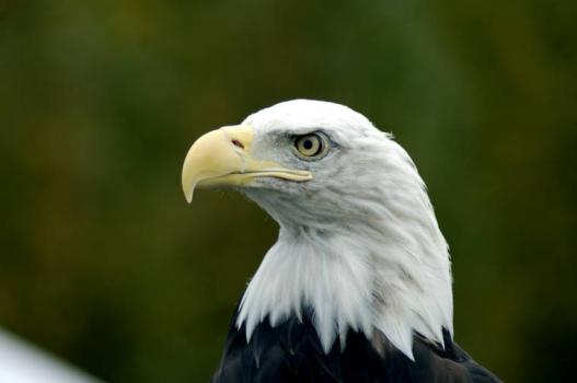 Bald eagle