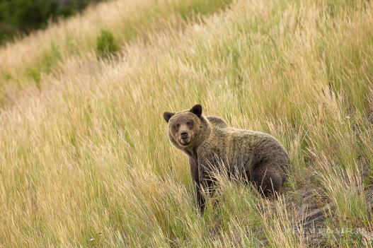 Grizzly bear