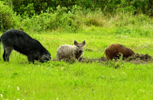 Feral swine searching for food
