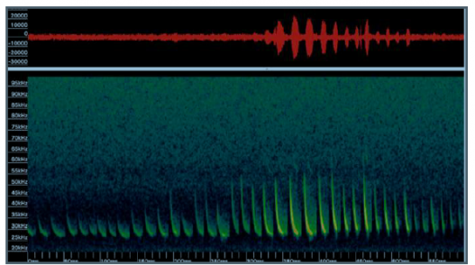 spectrogram of silver-haired or big brown bat call