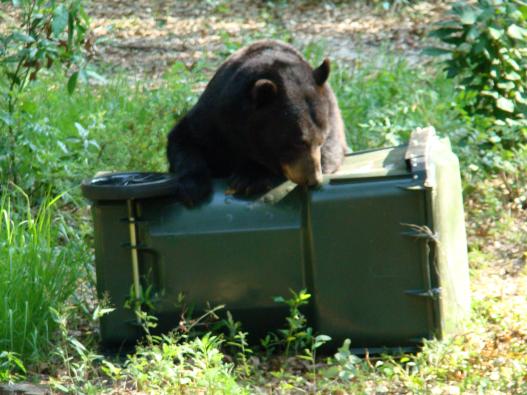 Bear attempting to get into a garbage container