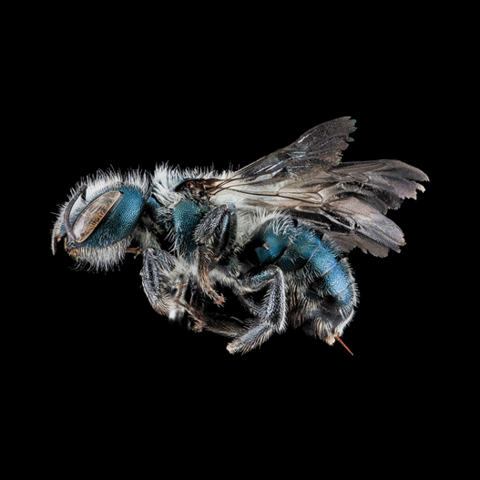 Maine Blueberry Bee (Osmia atriventris), a native bee that is better than honey bees for providing pollination services for blueberries