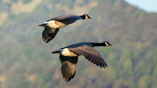 Canada Geese pair
