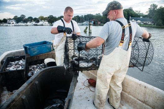 Commercial fishermen in Chesapeake Bay